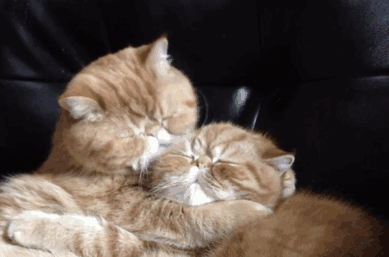 Kissing Cat Video Takes An Unexpected Turn