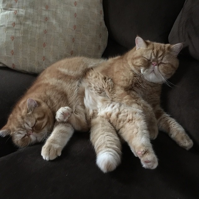 Kissing Cat Video Takes An Unexpected Turn