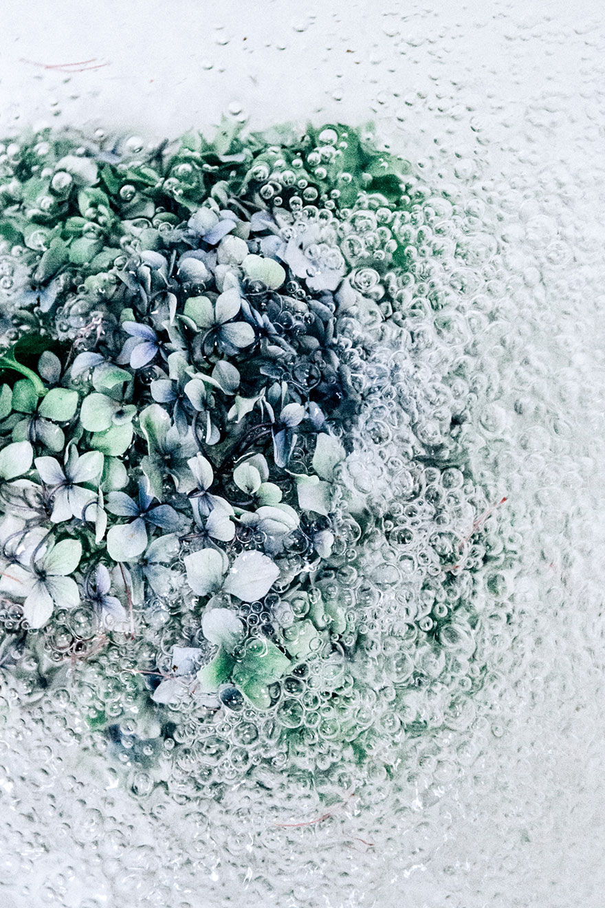 Flotsam: Flower Portraits Captured Underwater