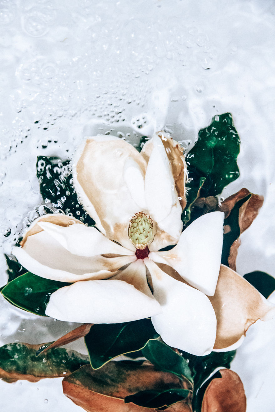 Flotsam: Flower Portraits Captured Underwater