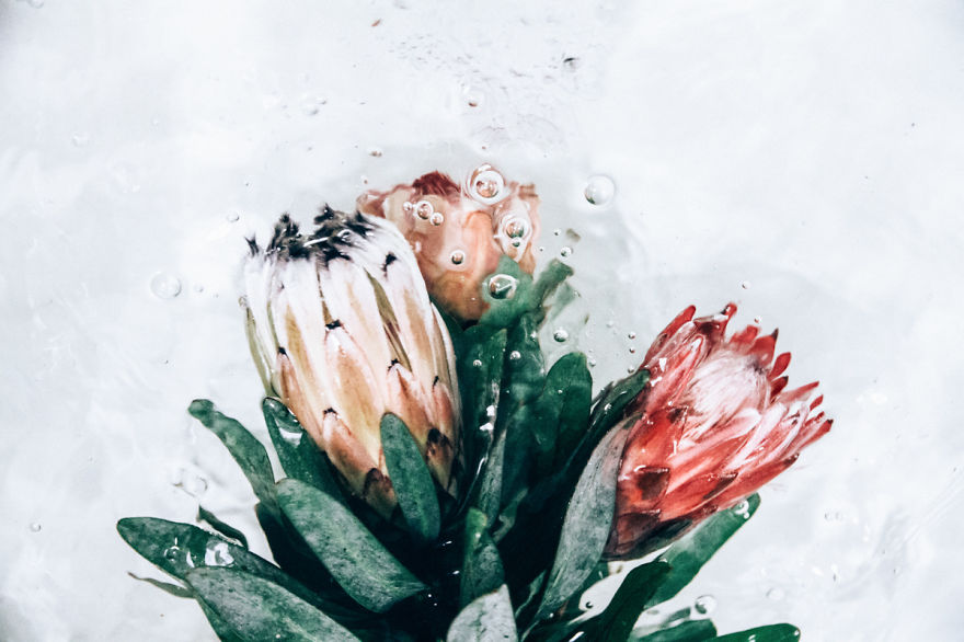 Flotsam: Flower Portraits Captured Underwater
