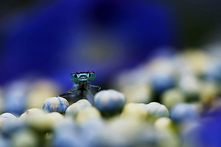 Adorable Dragonflies Hiding In My Backyard Adorable Dragonflies Hiding In My Backyard