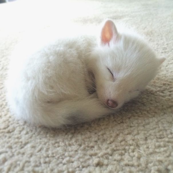 This Domesticated Baby Red Fox Is The Sleepiest Pet Ever
