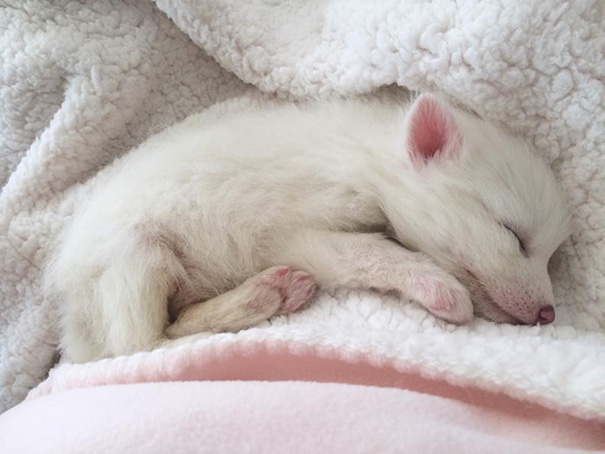 This Domesticated Baby Red Fox Is The Sleepiest Pet Ever