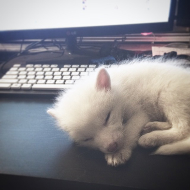 This Domesticated Baby Red Fox Is The Sleepiest Pet Ever