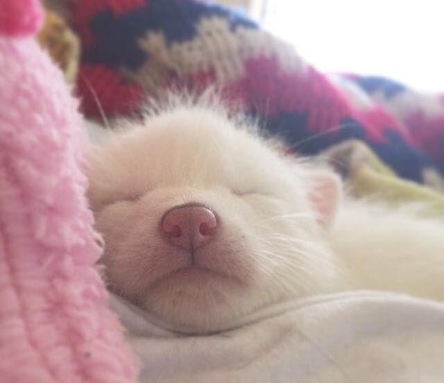 This Domesticated Baby Red Fox Is The Sleepiest Pet Ever