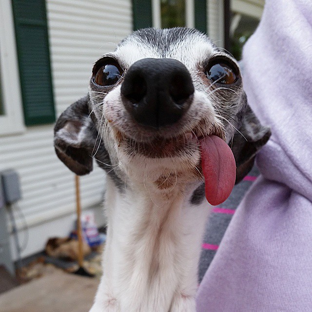 Meet Zappa, The Sid Lookalike Dog With A Floppy Tongue