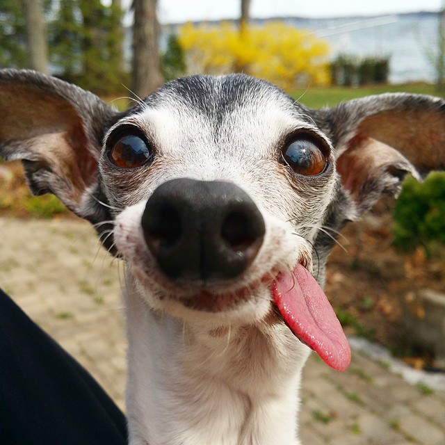 Meet Zappa, The Sid Lookalike Dog With A Floppy Tongue