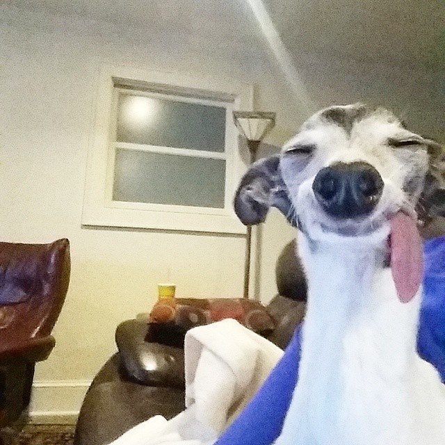 Meet Zappa, The Sid Lookalike Dog With A Floppy Tongue