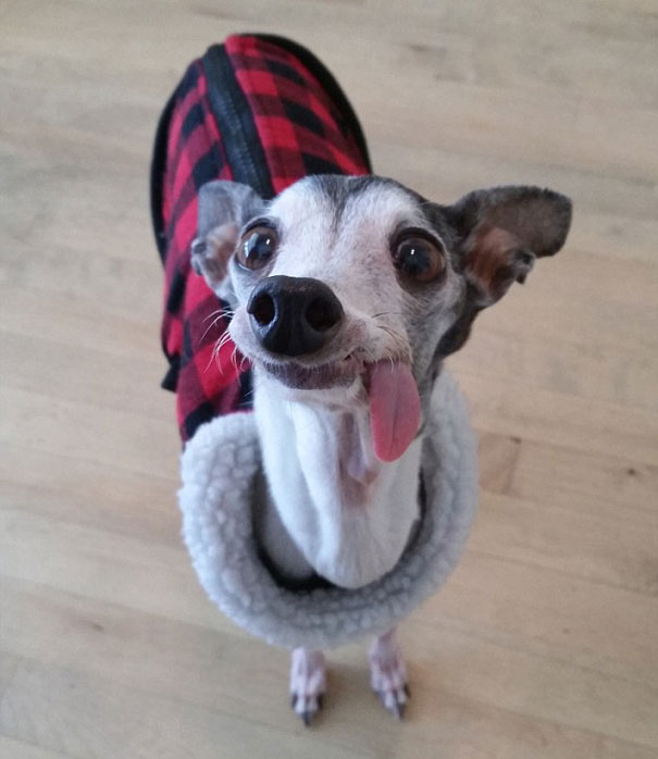 Meet Zappa, The Sid Lookalike Dog With A Floppy Tongue