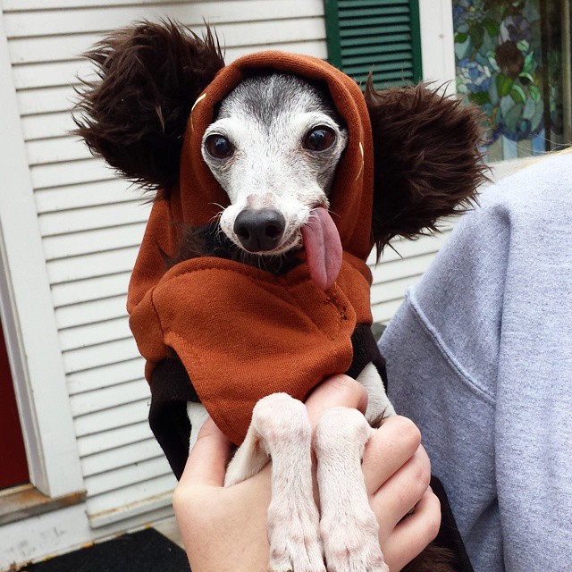 Meet Zappa, The Sid Lookalike Dog With A Floppy Tongue