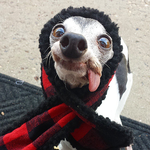 Meet Zappa, The Sid Lookalike Dog With A Floppy Tongue