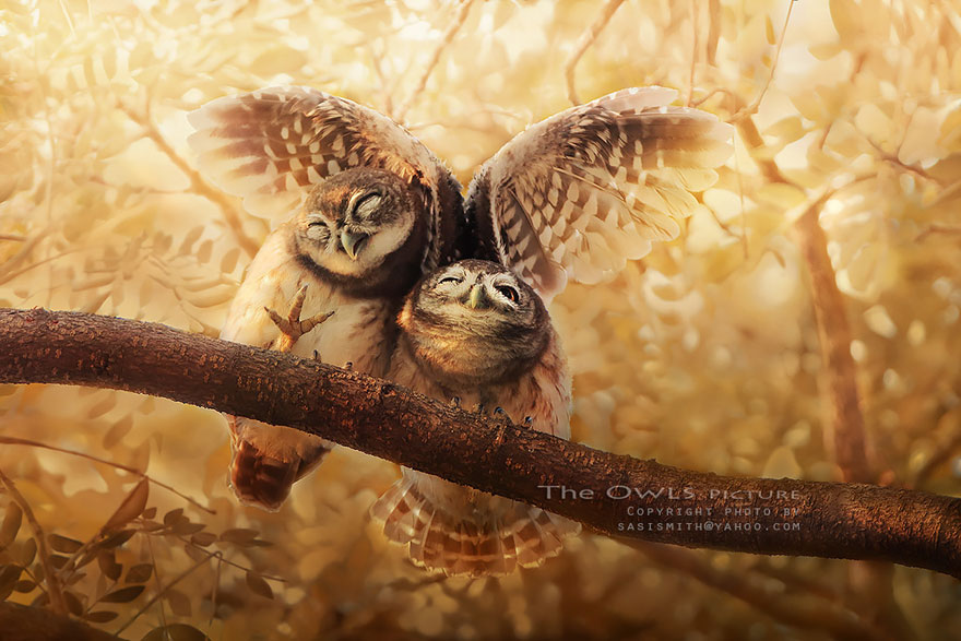 Adorable Owl Photos Captured By Thai Photographer Sasi Adorable Owl Photos Captured By Thai Photographer Sasi