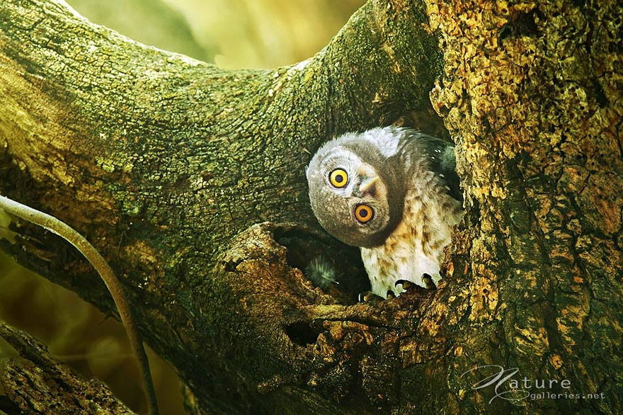 Adorable Owl Photos Captured By Thai Photographer Sasi Adorable Owl Photos Captured By Thai Photographer Sasi