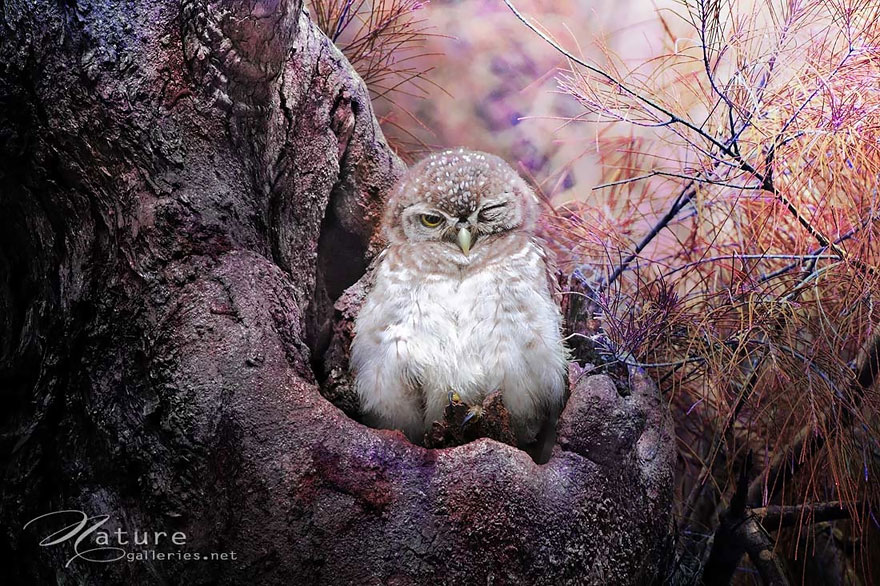 Adorable Owl Photos Captured By Thai Photographer Sasi Adorable Owl Photos Captured By Thai Photographer Sasi
