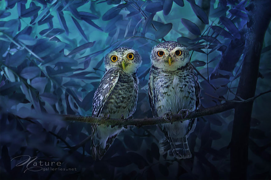 Adorable Owl Photos Captured By Thai Photographer Sasi Adorable Owl Photos Captured By Thai Photographer Sasi