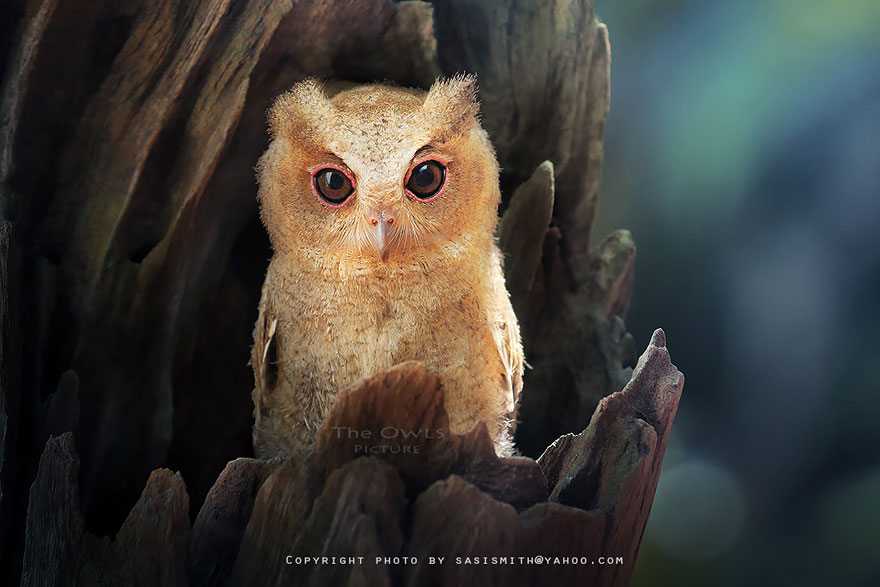 Adorable Owl Photos Captured By Thai Photographer Sasi Adorable Owl Photos Captured By Thai Photographer Sasi