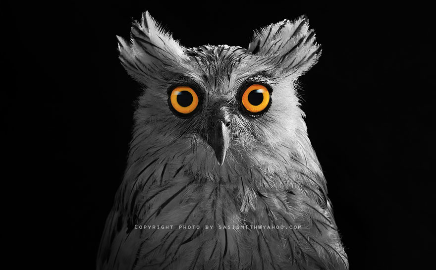 Adorable Owl Photos Captured By Thai Photographer Sasi Adorable Owl Photos Captured By Thai Photographer Sasi