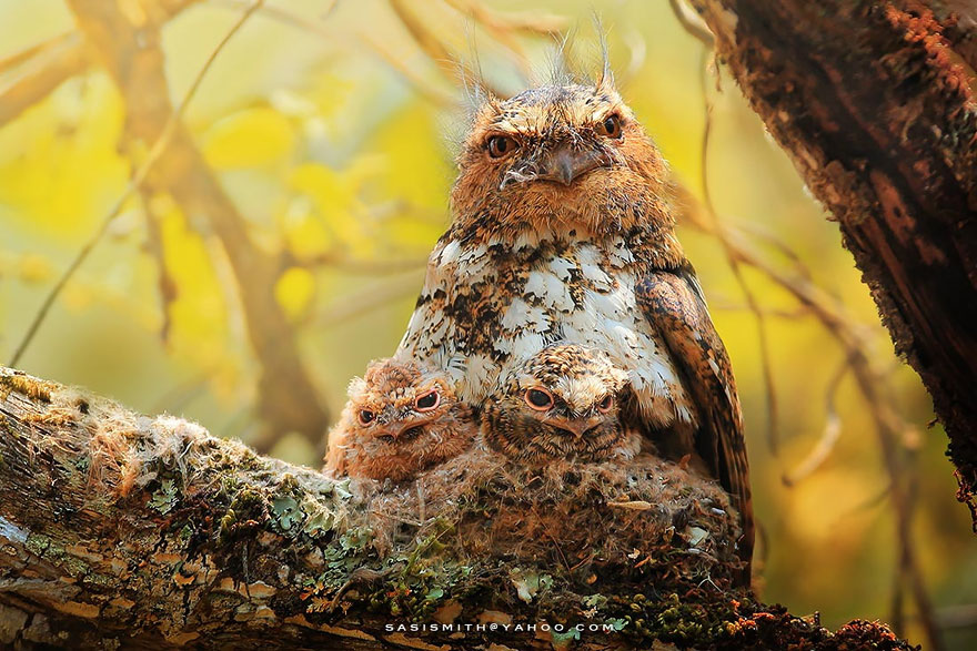 Adorable Owl Photos Captured By Thai Photographer Sasi Adorable Owl Photos Captured By Thai Photographer Sasi