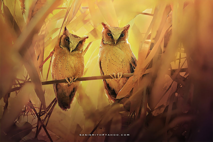 Adorable Owl Photos Captured By Thai Photographer Sasi Adorable Owl Photos Captured By Thai Photographer Sasi