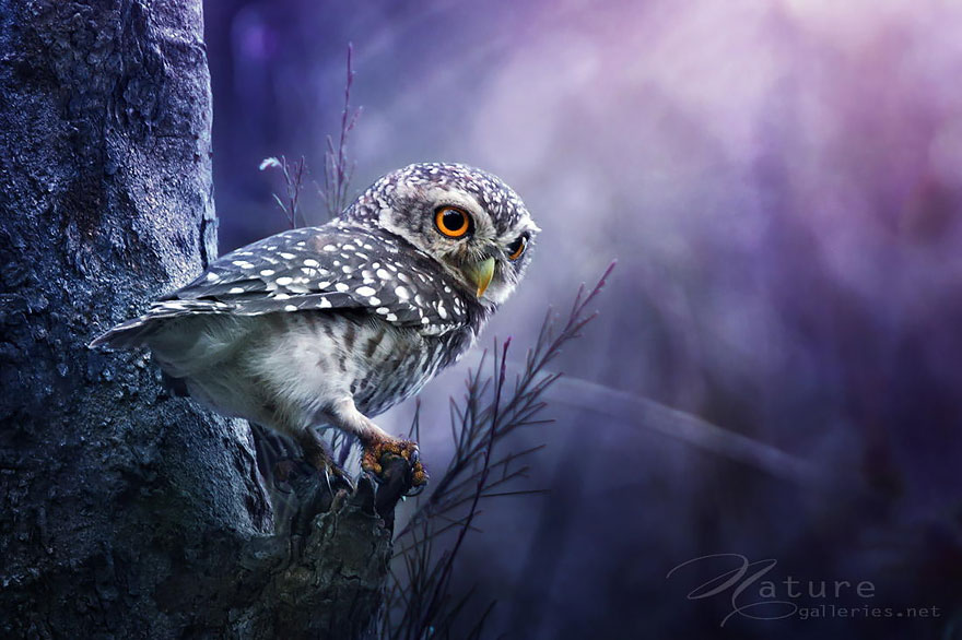 Adorable Owl Photos Captured By Thai Photographer Sasi Adorable Owl Photos Captured By Thai Photographer Sasi
