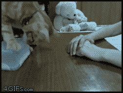 21-step Guide On How To Cook With Cats 21-step Guide On How To Cook With Cats