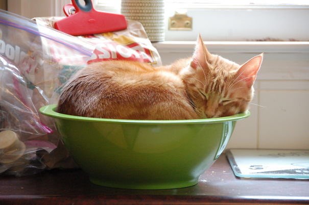 21-step Guide On How To Cook With Cats 21-step Guide On How To Cook With Cats