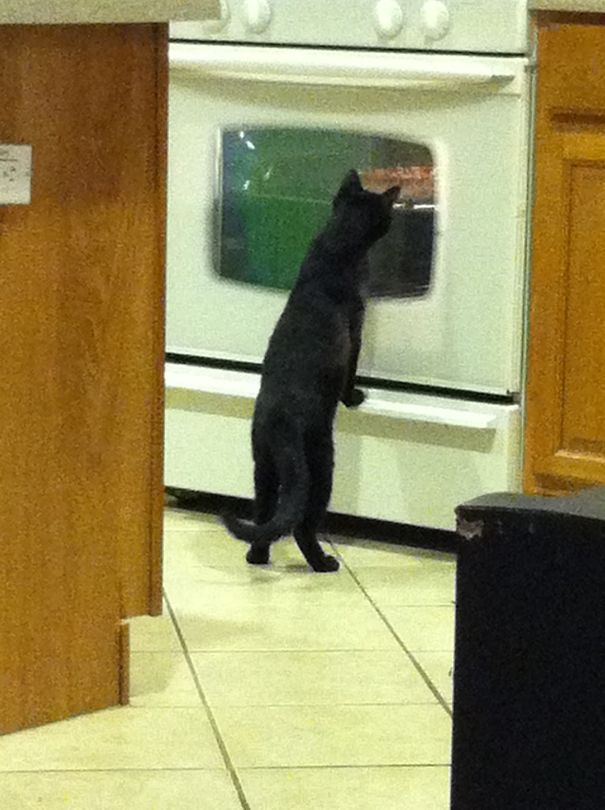 21-step Guide On How To Cook With Cats 21-step Guide On How To Cook With Cats