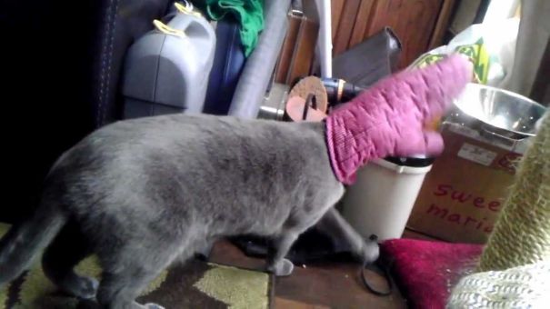 21-step Guide On How To Cook With Cats 21-step Guide On How To Cook With Cats