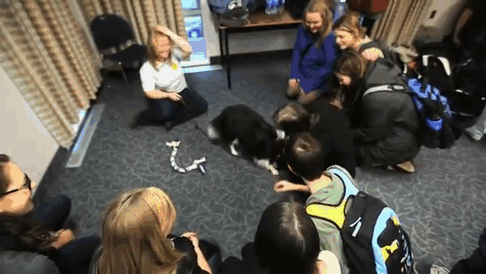 University Creates &#8216;Puppy Room&#8217; To Help Stressed-Out Students