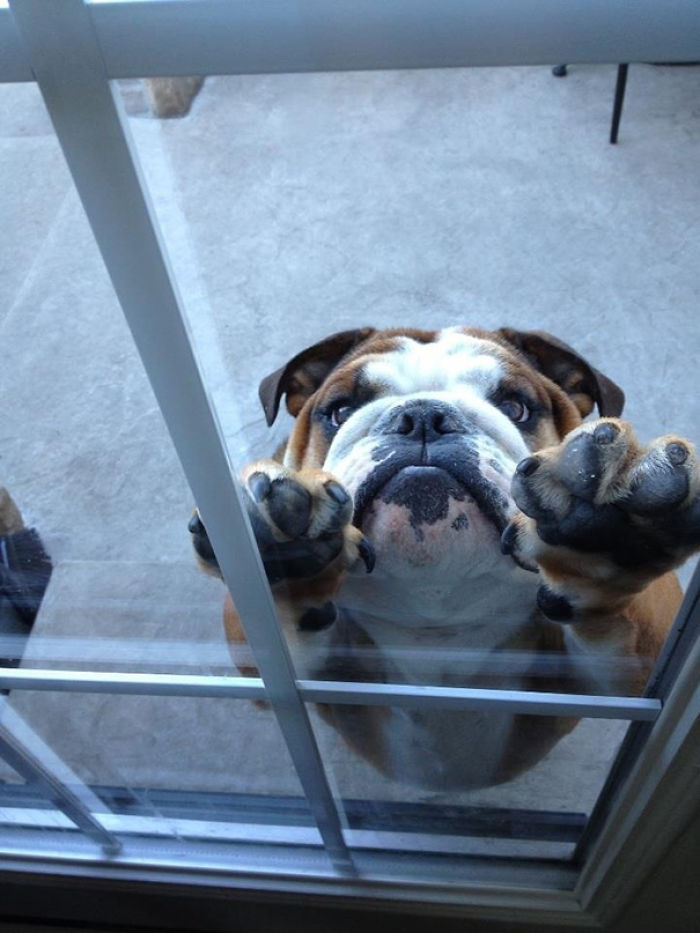 50 Pets That Need To Go Inside RIGHT NOW