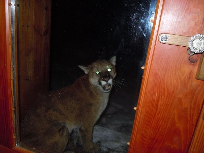 50 Pets That Need To Go Inside RIGHT NOW