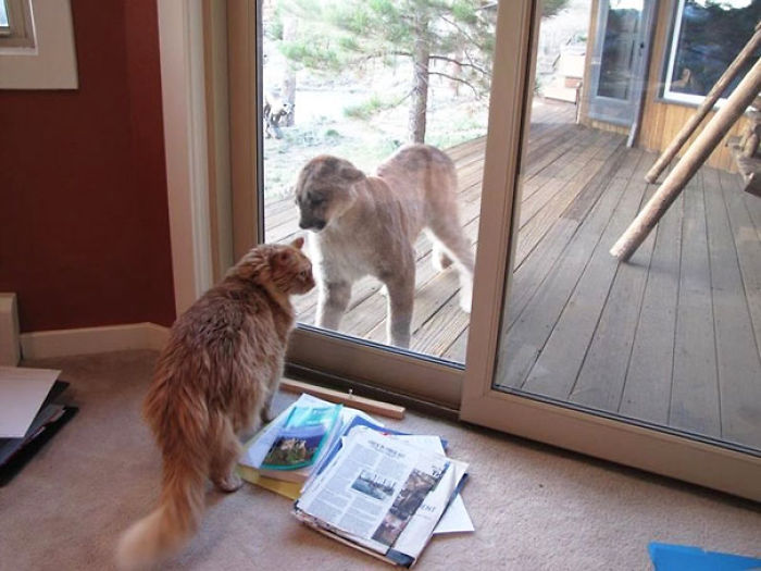 50 Pets That Need To Go Inside RIGHT NOW