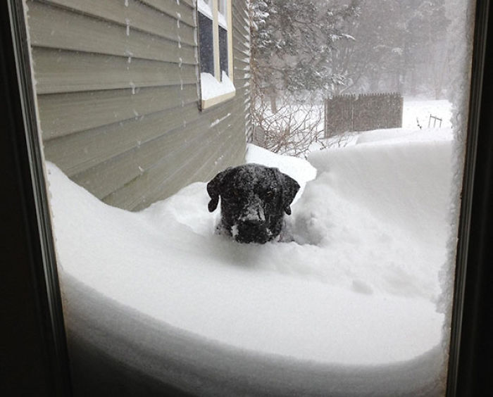 50 Pets That Need To Go Inside RIGHT NOW