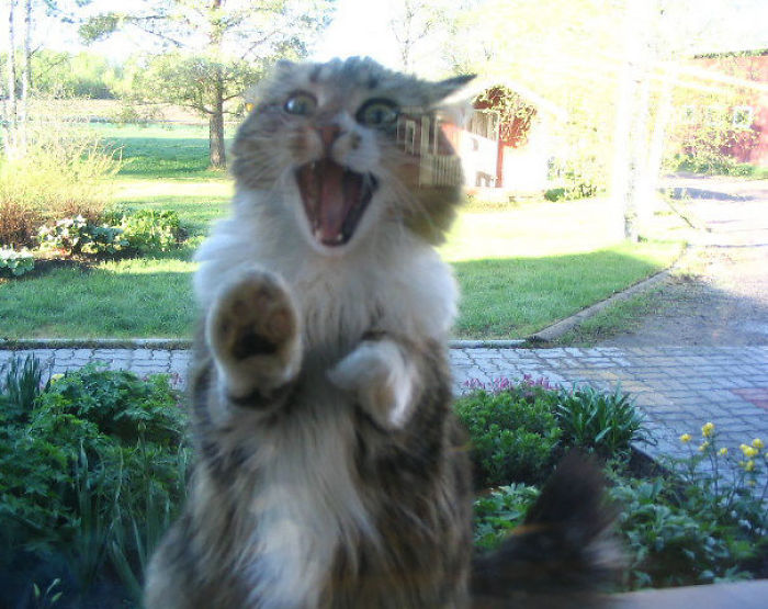 50 Pets That Need To Go Inside RIGHT NOW