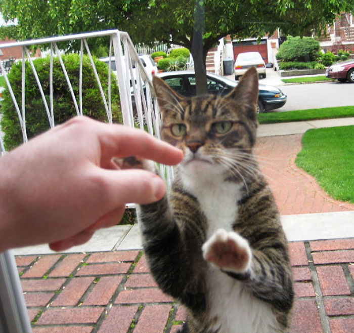 50 Pets That Need To Go Inside RIGHT NOW