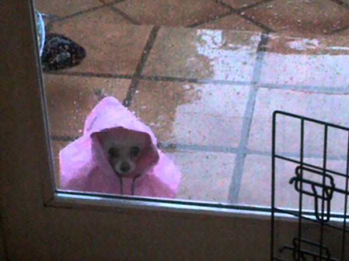 50 Pets That Need To Go Inside RIGHT NOW