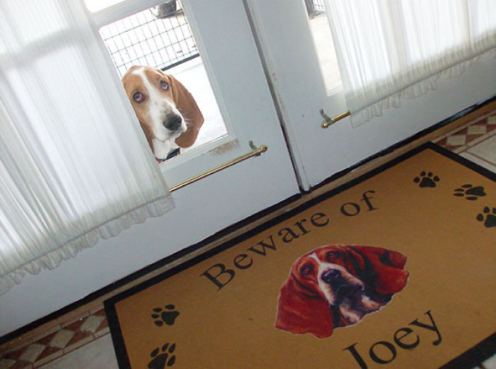 50 Pets That Need To Go Inside RIGHT NOW