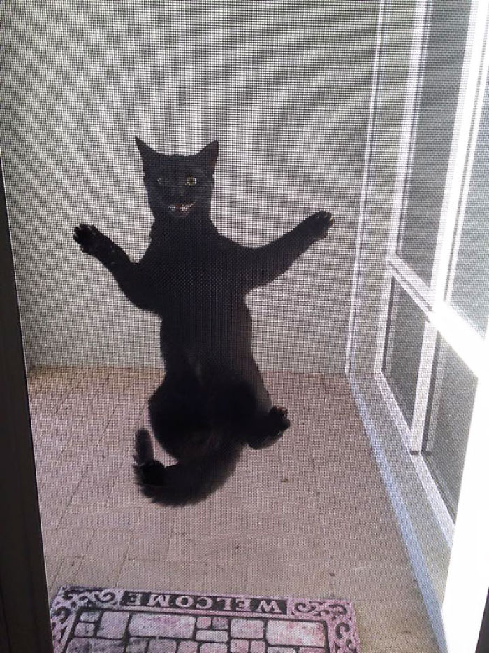 50 Pets That Need To Go Inside RIGHT NOW