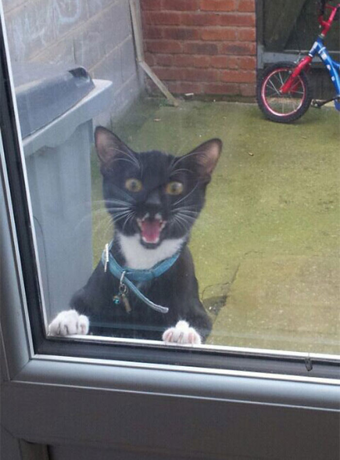 50 Pets That Need To Go Inside RIGHT NOW