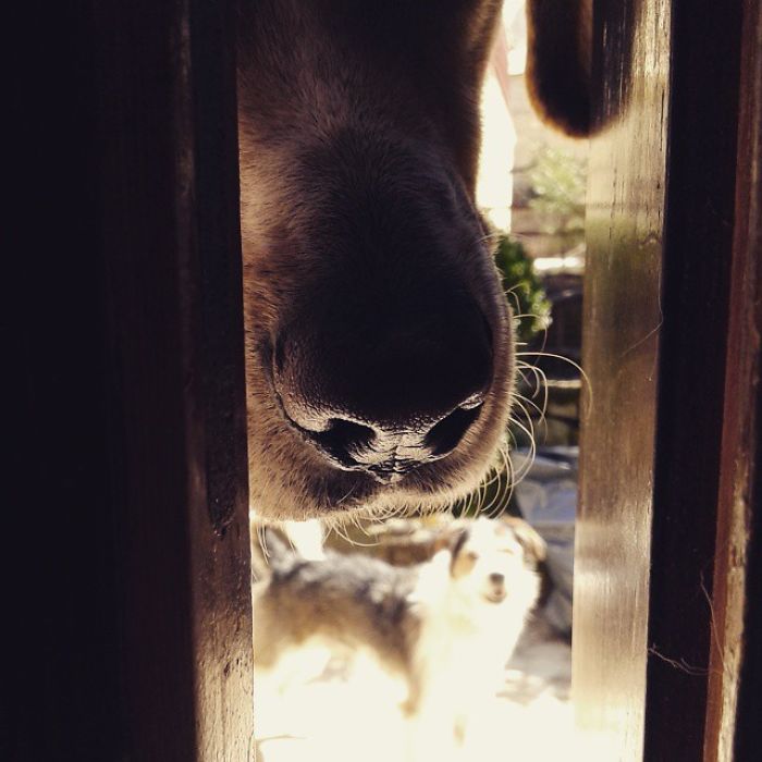 50 Pets That Need To Go Inside RIGHT NOW