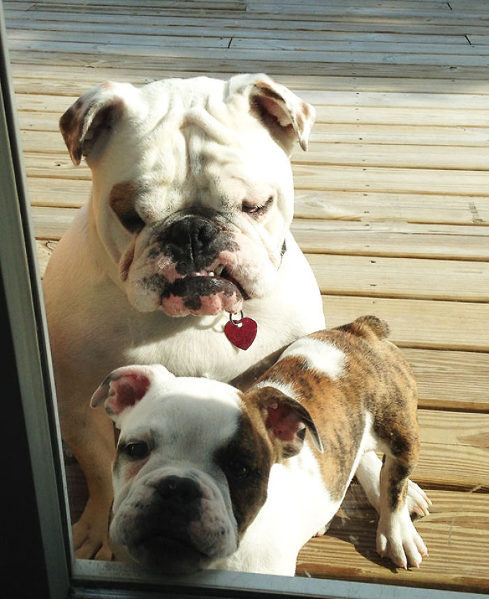 50 Pets That Need To Go Inside RIGHT NOW