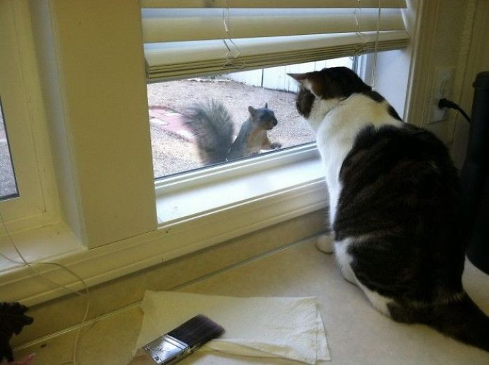 50 Pets That Need To Go Inside RIGHT NOW