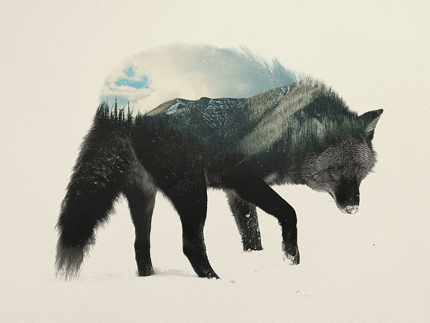 Double-Exposure Animal Portraits By Norwegian Photographer
