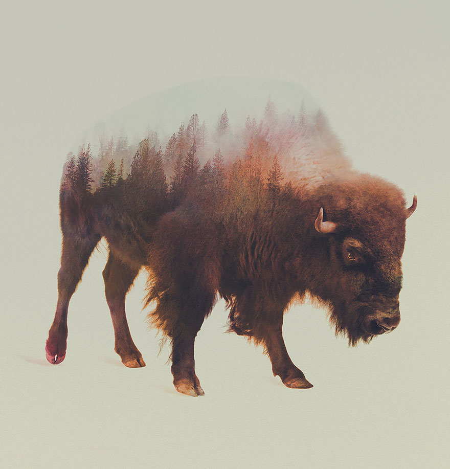 Double-Exposure Animal Portraits By Norwegian Photographer