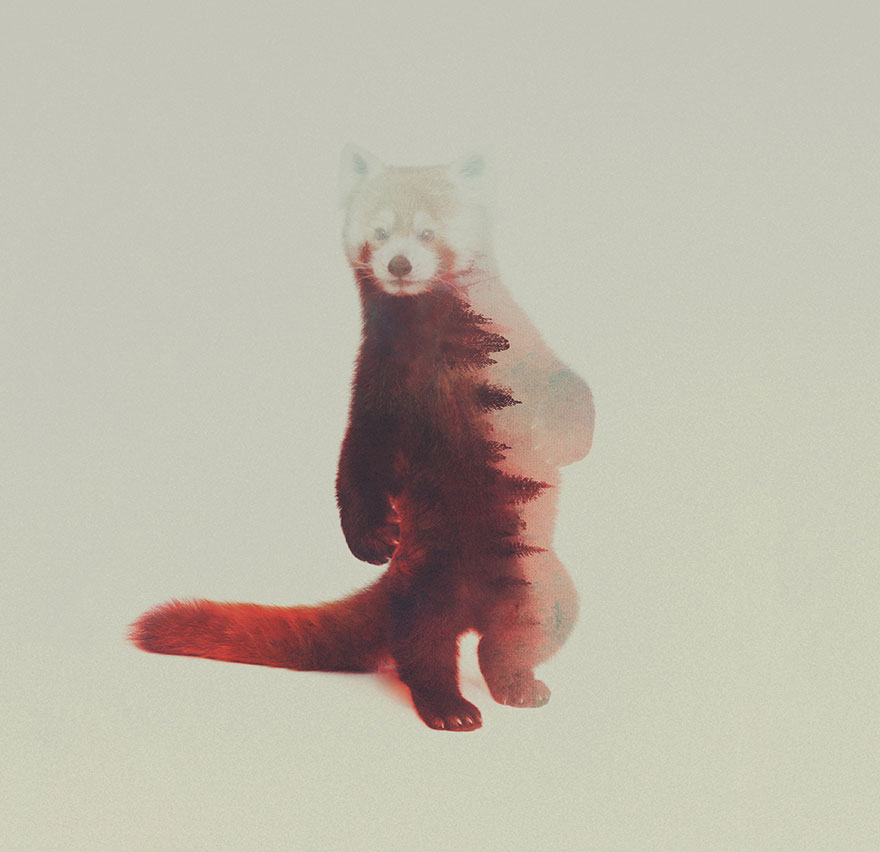 Double-Exposure Animal Portraits By Norwegian Photographer