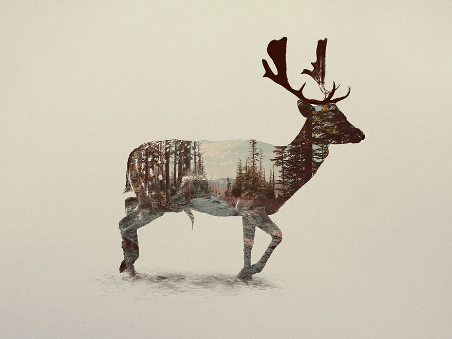 Double-Exposure Animal Portraits By Norwegian Photographer