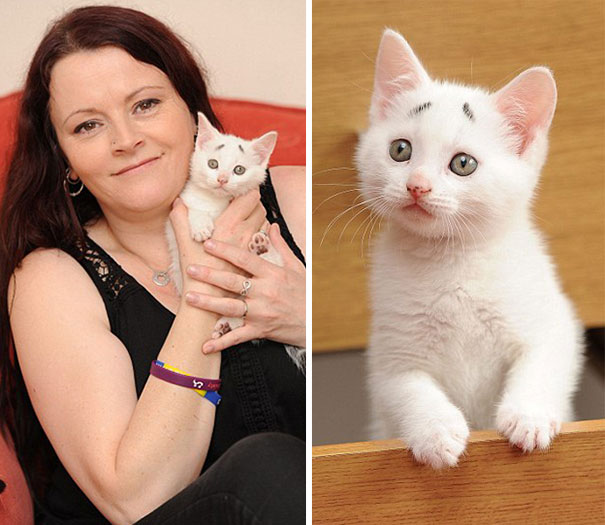 8-Week-Old Kitten Born With Permanently Worried-Looking Eyebrows 8-Week-Old Kitten Born With Permanently Worried-Looking Eyebrows