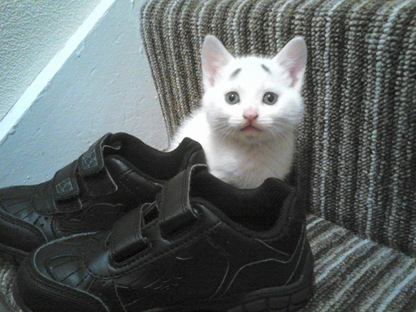 8-Week-Old Kitten Born With Permanently Worried-Looking Eyebrows 8-Week-Old Kitten Born With Permanently Worried-Looking Eyebrows