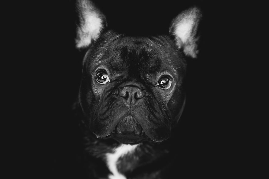 I Combined Love For Animals And Photography In These Pet Portraits